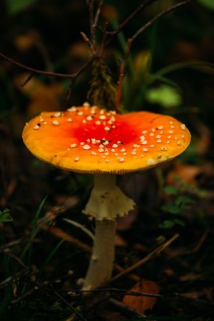 Amanita muscaria mushroom in forest