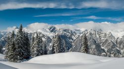 Fir trees in snow with mountains on the background