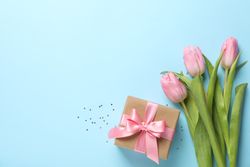 Pink tulips and gift box on blue background, space for text