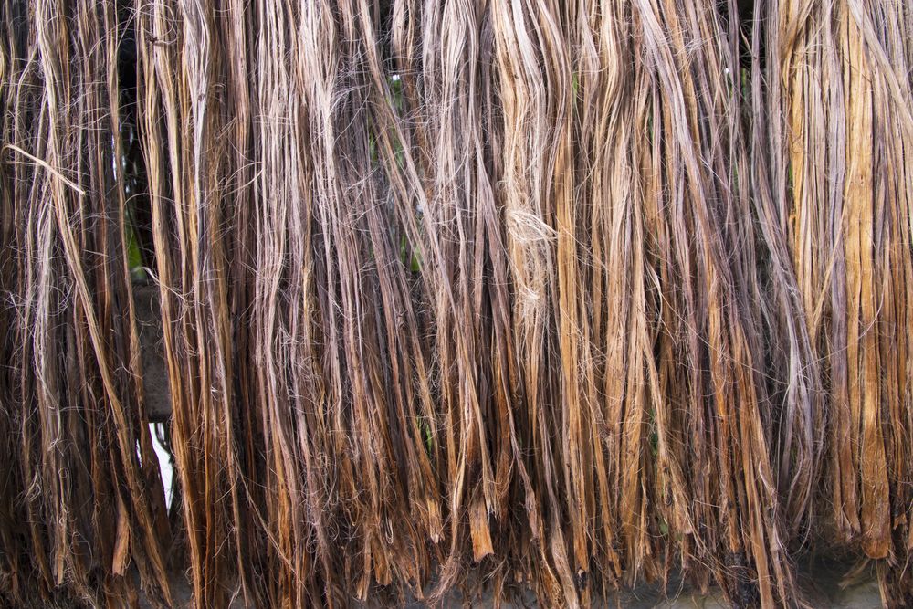 Golden wet raw jute fiber hanging under the sunlight for drying. Golden jute fiber texture background