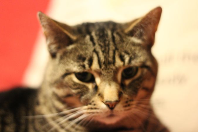 Close-up of brown tabby cat