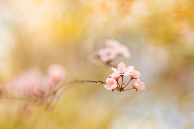 Light pink cherry blossom with selective focus