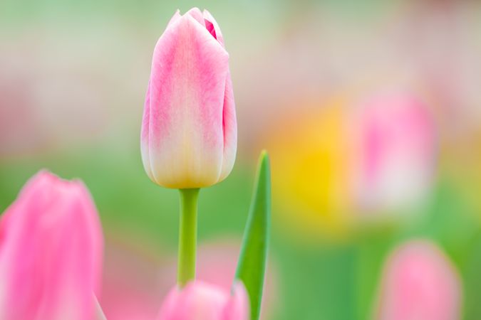 Pink closed tulip
