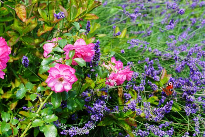 Various flowers growing in garden