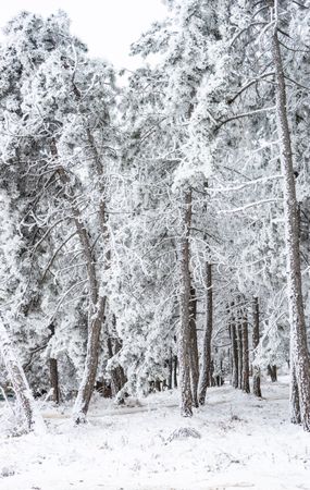 Winter snowy landscape