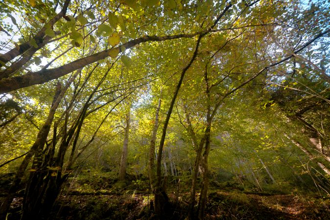 Small river flowing in green dark beautiful forest.