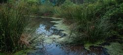 Banner shot of bushes lining a pond