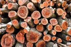 Firewood stack. Staple of biomass, arranged firewood for Longan