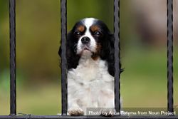Close up of curious cavalier spaniel behind a fence 0y7Kq4