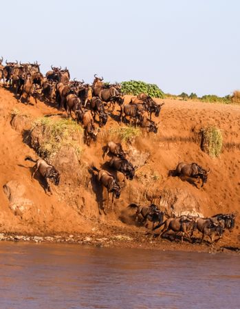 Wildebeest Herd Crossing River During Migration