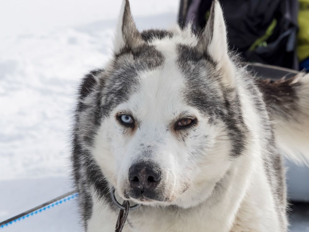 Portrait of husky dog
