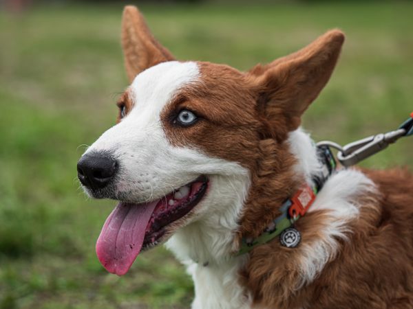 Cardigan Welsh Corgi at a dog show. Sunny day.