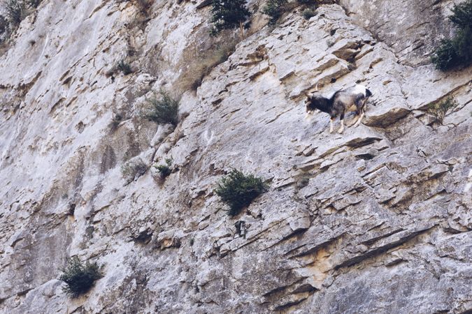 Wild longhorn goat on stones of hill