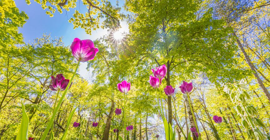 Pink tulips growing wild in a forest, wide