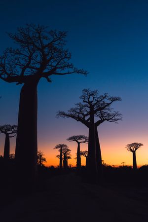 Wonderful sunset among giant baobabs