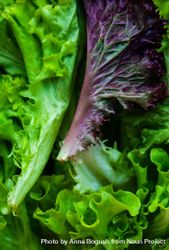Close up of leafy lettuce bGRxdV