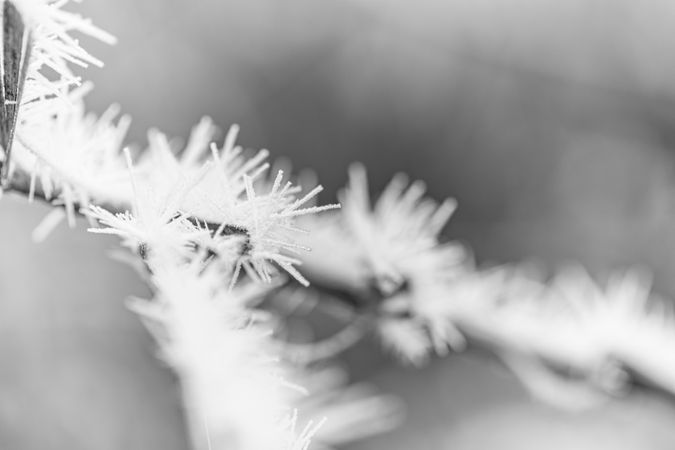 Close up of ice on a branch