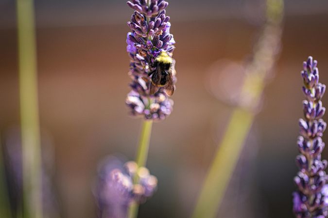 Back of bee on lavender plant