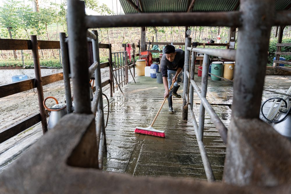 Young Hispanic Man Cleaning the Floor of a Dairy Farm. Milking Parlor