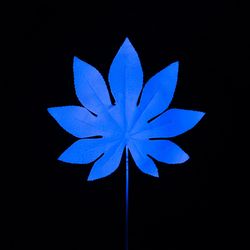 Neon tropical leaf in vivid blue fluorescent color on dark background