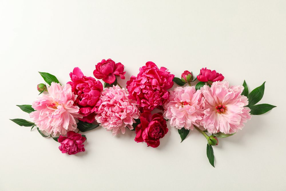 Flat lay composition with beautiful peonies on bright background, space for text and top view