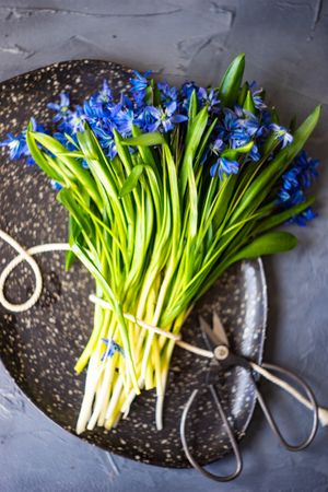 Top view of spring table setting with bunch of scilla siberica