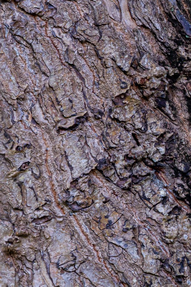 Tree Bark Texture Vertical View