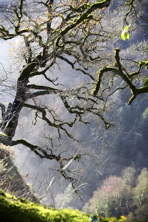 Green branches covered with moss