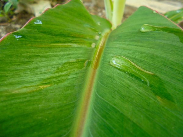 banana leafs