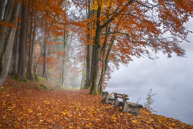Misty lake shore and autumn woods