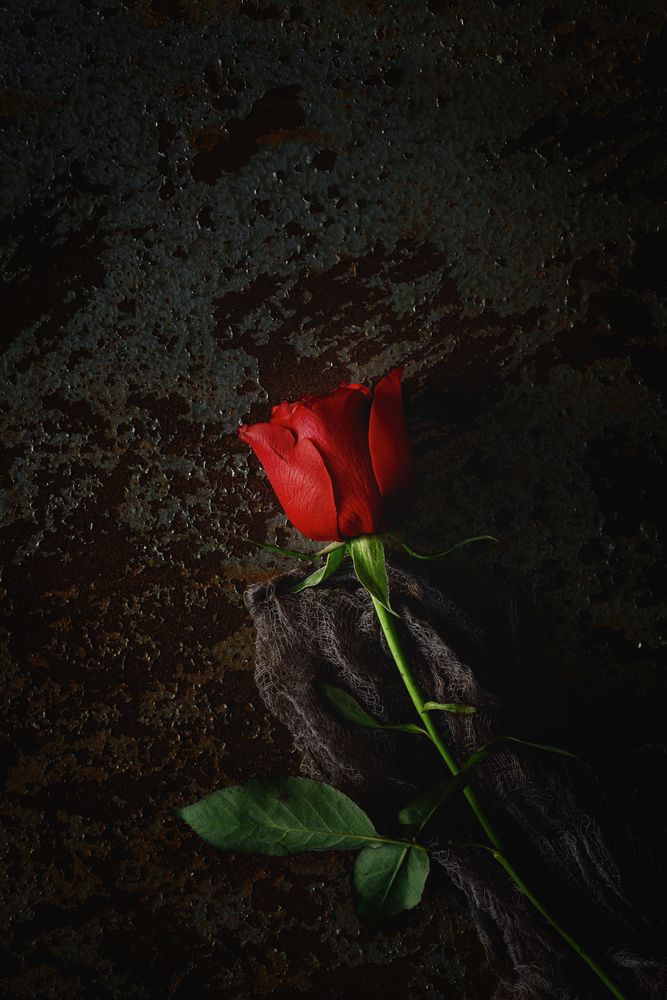 red roses with dark background