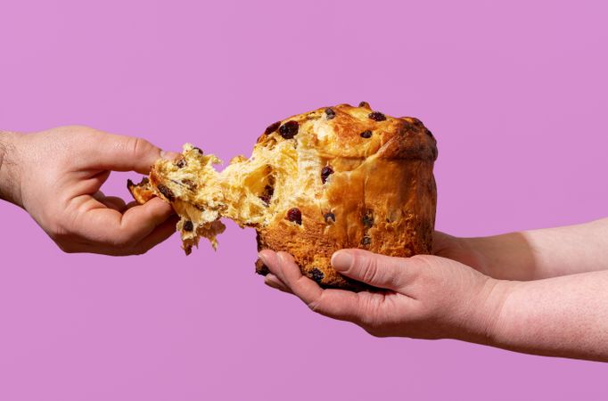 Eating homemade panettone, isolated on a purple background