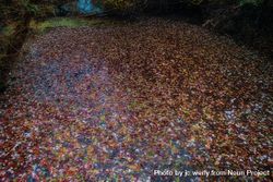 Water covered with fall leaves 49OmB0
