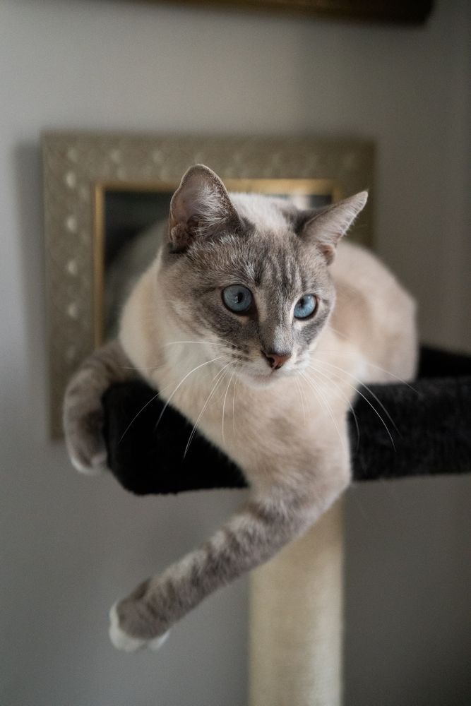 Cat perched on indoor cat tree looking to the side