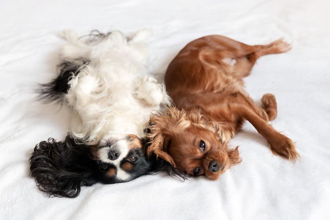 Two cavalier spaniels sleeping next to each other on bed