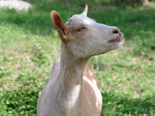 Beige goat in close-up