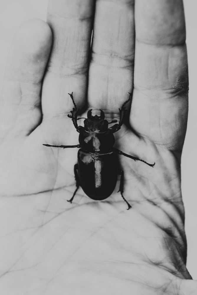 Big beetle on human palm