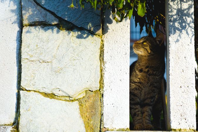 Cat behind fence in garden