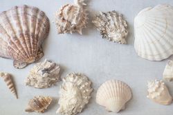 Seashells in a frame arrangement. Copy space. Flatlay