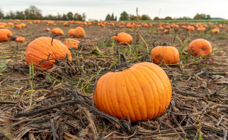 Ripe pumpkins on the field in October, in Stuttgart, Germany