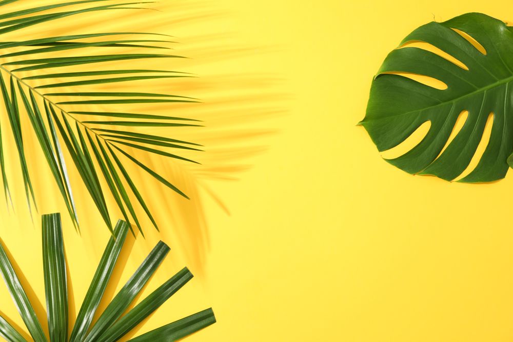 Different palm leaves on yellow background, copy space