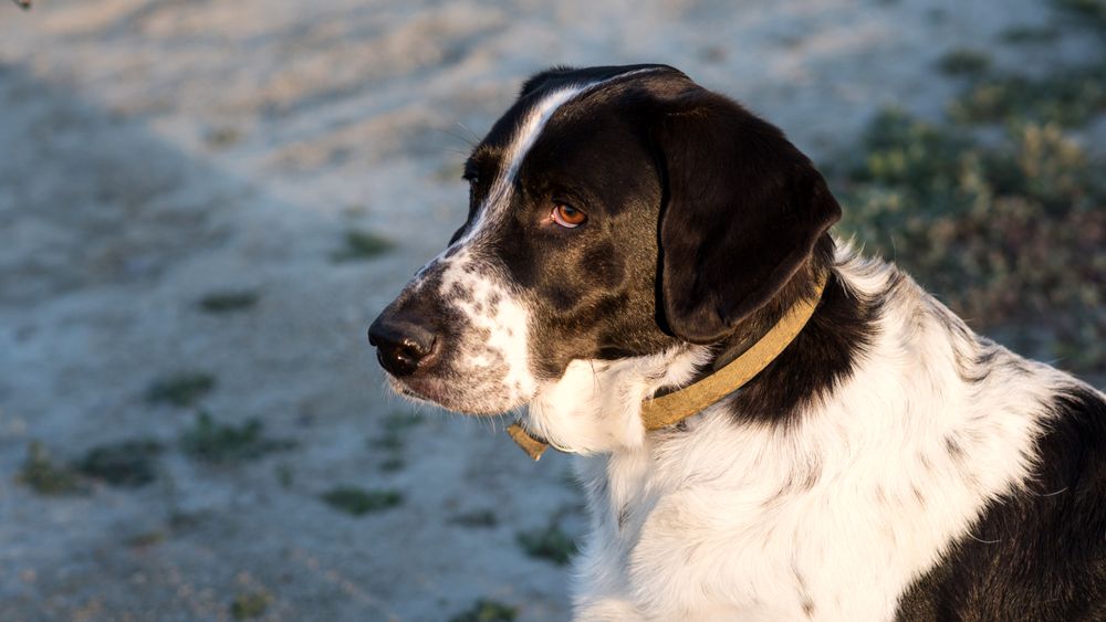 Close-up thoughtful dog