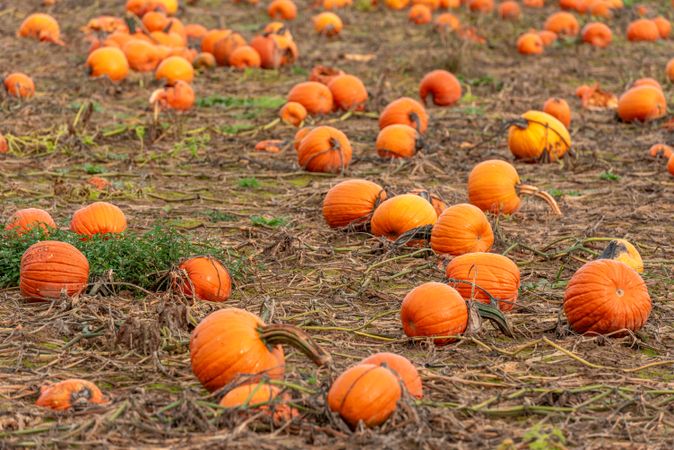 Ripe pumpkins agricultural field in October, in Stuttgart, Germany
