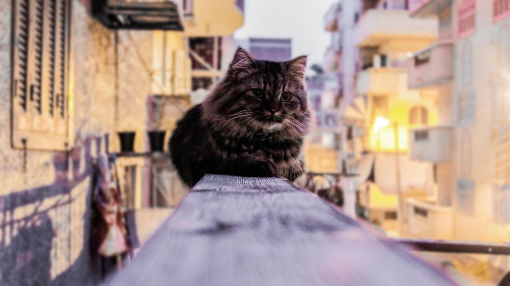 Cat resting on wooden barrier at balcony