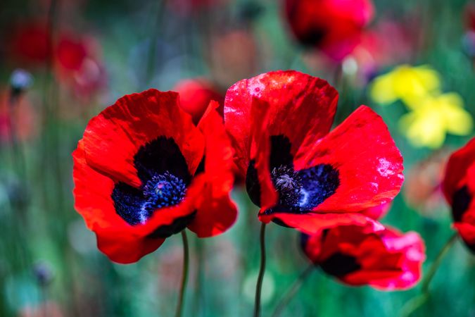 Bright red poppy flowers in a field