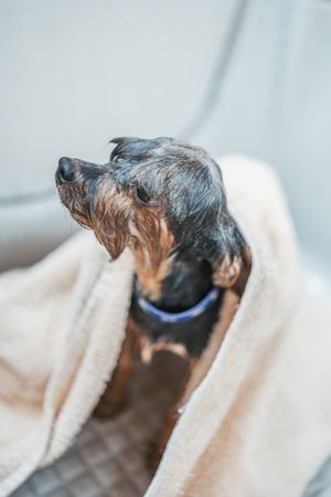 Close up dog in bathtub