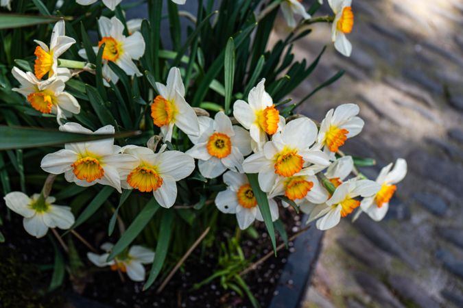 Floweing daffodils in the garden