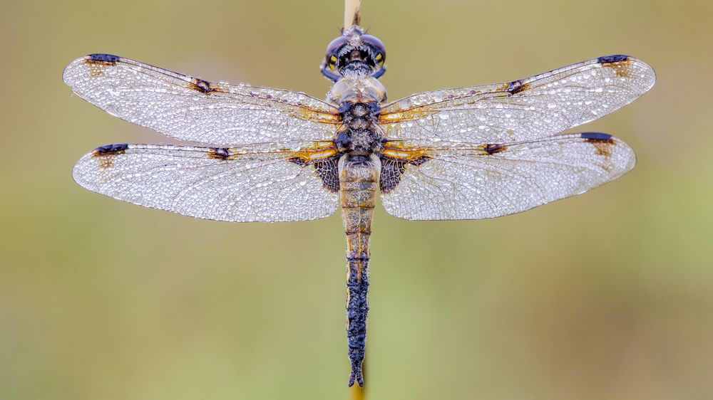 Close-up photography of dragonfly