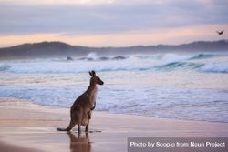 Brown kangaroo on beach shore 5lQzV4