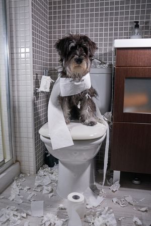 Miniature Schnauzer sitting on toilet bowl with torn paper in bathroom